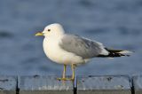 20200219_Stormmeeuw_Hoornse Plas_01